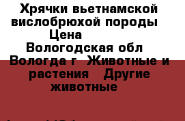Хрячки вьетнамской вислобрюхой породы › Цена ­ 3 000 - Вологодская обл., Вологда г. Животные и растения » Другие животные   